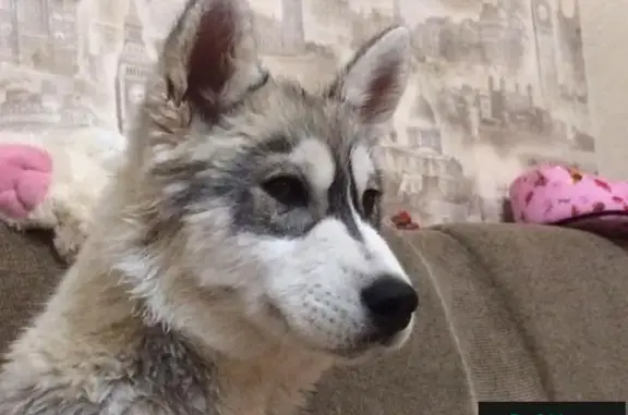 Пропала собака в Белгородском районе, помогите найти!