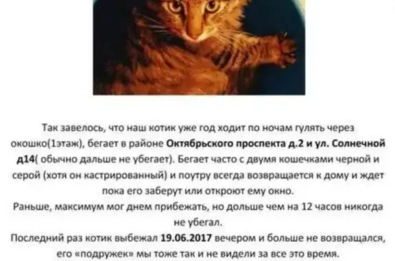 Пропал котик на Октябрьском пр.