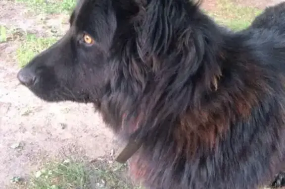 Найдена собака на ул. Габишева, Казань, Длинношерстная немецкая овчарка.