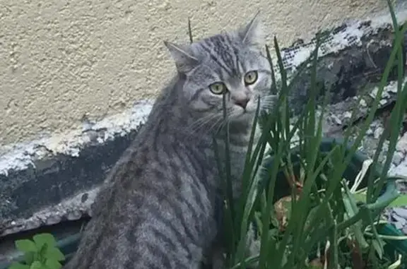 Пропал кот в Хостинском районе, Сочи