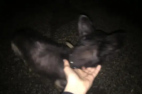 Найдена собака в Зеленограде