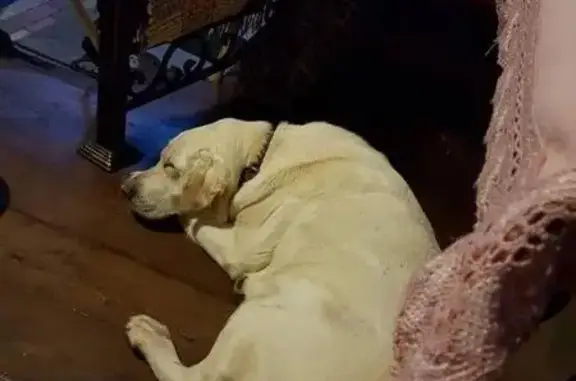 Найдена белая собака в Солнечногорске