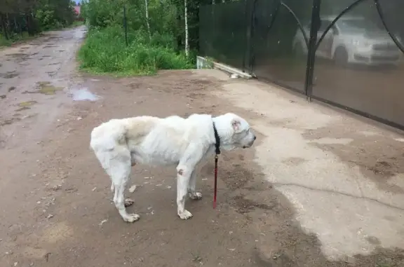 Найдена собака в Ленинградской области, СНТ Самоцветы.