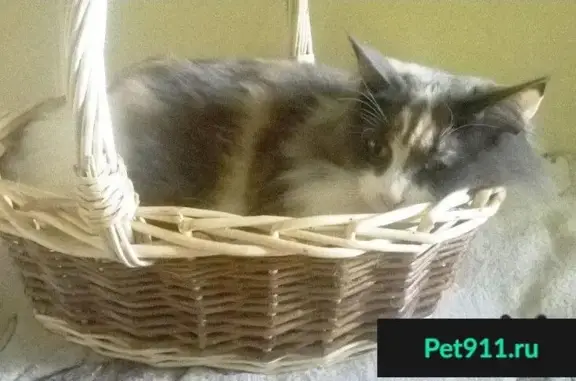 Кошки потеряшки, Дзержинск, фото: Потеряшка пушистая кошка в Боровлянах, вознаграждение.