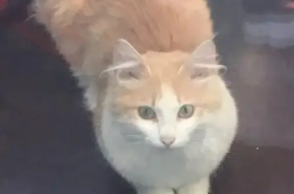 Найден ласковый котик в Ханты-Мансийске
