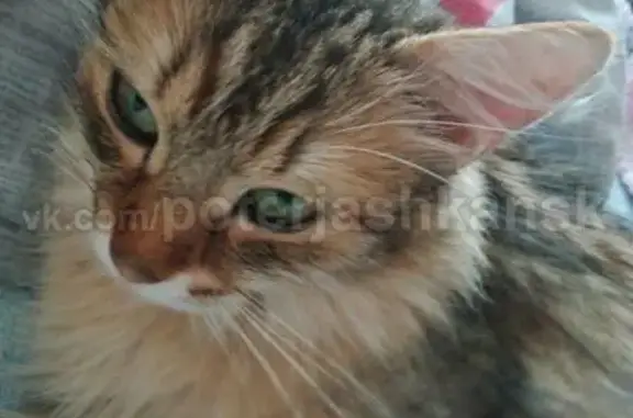 Пропала кошка в Новосибирске на ул. Дмитрия Шмонина