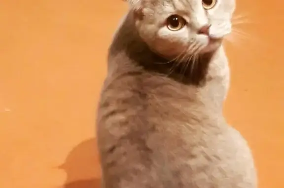 Кошки потеряшки, Одинск, фото: Потеряшка шотландский котик на Ясачной, Иркутская область