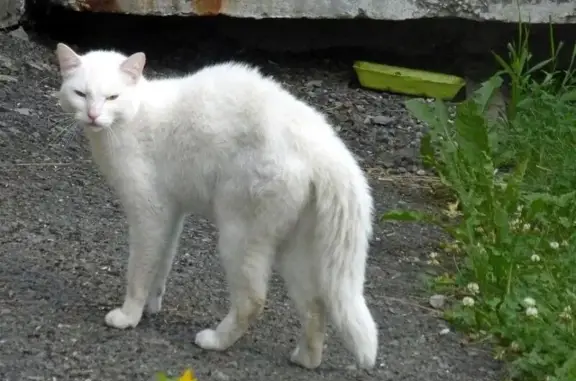 Найдена кошка в селе Четыре Двора.