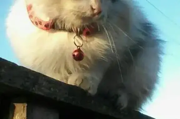 Пропала кошка на Радищева 12, Кемерово #потеряласькошка