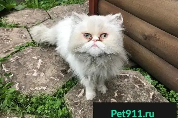 Найдена белая персидская кошка в СНТ Печатник