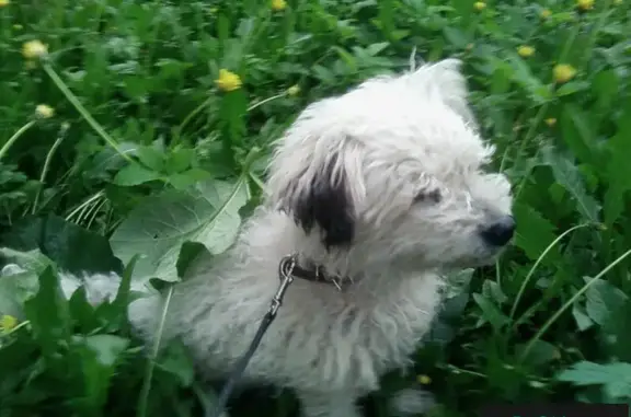 Пропала собака на перекрестке Попова - Обводный 67 в Архангельске