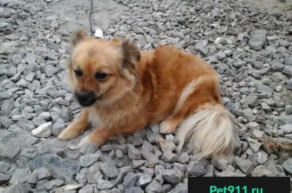 Пропала собака Жуля в Заводоуковском, Тюменская область