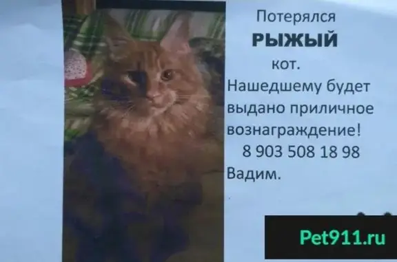 Пропала кошка в СНТ Федоскино, Мытищинский район!