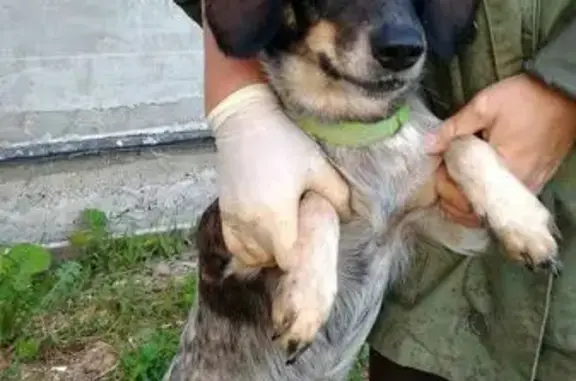 Найдена собака в Рясино, Печерский район