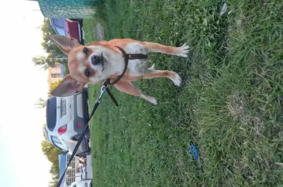 Пропала собачка чихуахуа в Ленинском р-оне, Нижний Новгород