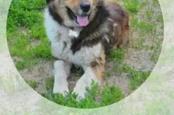 Найден домашний пес в Хорошево-Мневниках