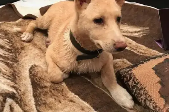 Собака найдена около 8 школы в Солнечногорске