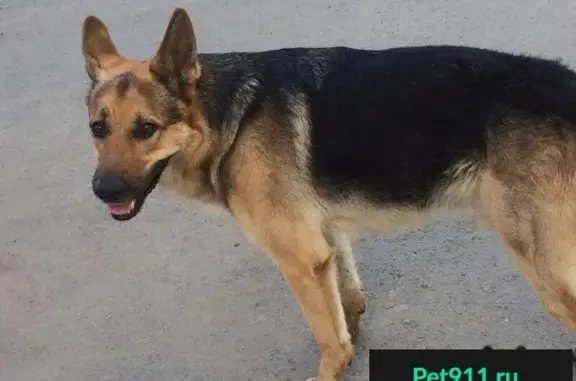 Пропала собака в Октябрьском районе г. Томска, 26 июня.