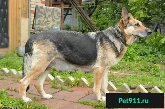 Собака найдена в Москве, возле метро Орехово