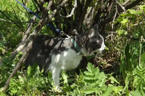 Объявления о пропавших и найденных животных, Агролес, фото: Пропала кошка Кай в поселке Агролес, Новосибирская область