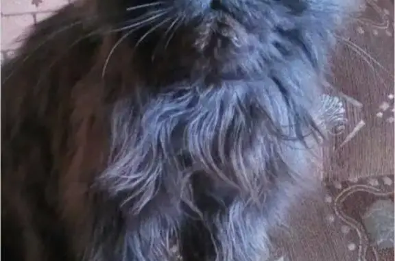 Кошки потеряшки, Заиграево, фото: Потеряшка котик на Первомайской улице в Заиграево