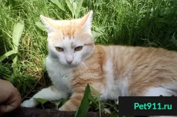 Найдена кошка в Томске, поселок Залесье