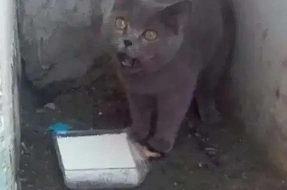 Найдена британская кошка на ул. Чернышевского, 106