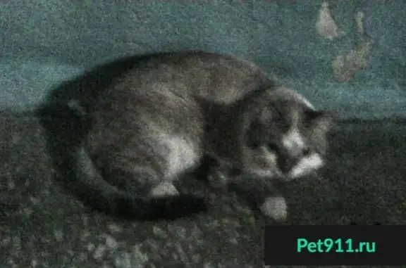 Найдена кошка на Кочубея-7 в Красноярске