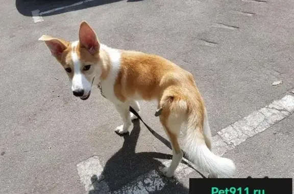 Найдена собака около м. Октябрьское поле, Россия