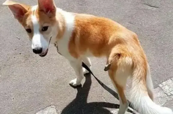 Найдена бело-рыжая собака в Москве