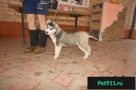Пропала собака в Берды, Оренбург (6м, сибирский хаски)