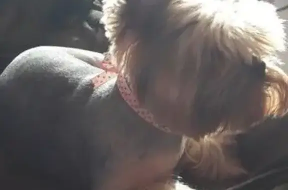 Пропала собака Боня в Зябликово, вознаграждение гарантировано.
