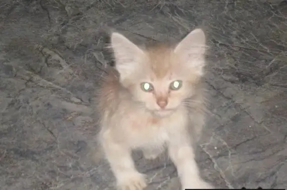 Пропала кошка на ул. Красноармейская, Симферополь