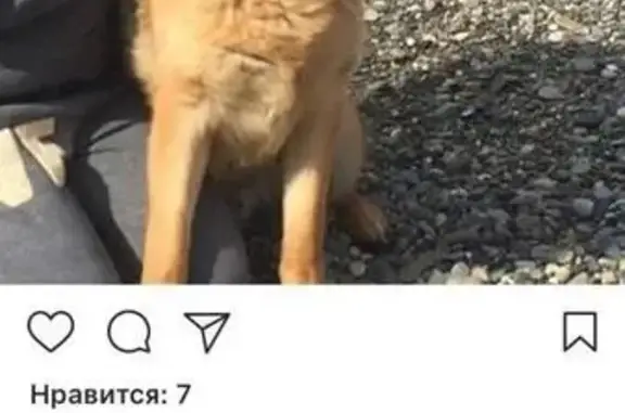 Пропала собака в Верхней Лысой Горе, Сочи