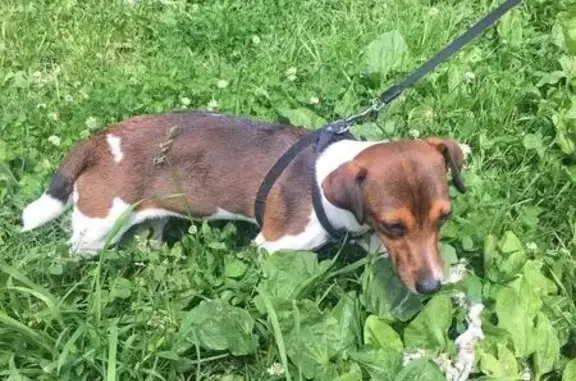 Пропала собака в Перовском районе на улице 2-Владимирская