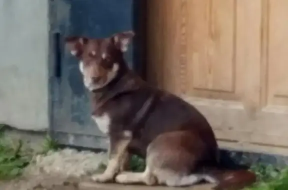 Найдена собака у д. Каменка, Наро-Фоминск. Ждёт хозяина!