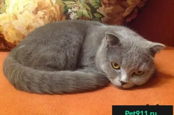 Найдена молодая кошка в Домодедово