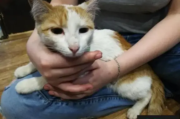 Найдена кошка в районе Кунцево, Москва