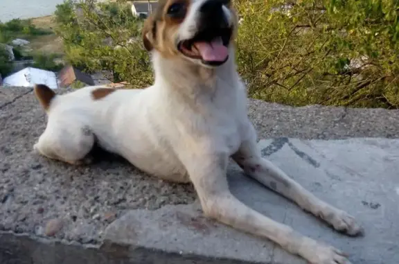 Пропала собака Бося в поселке ГРЭС Инкерман, Севастополь