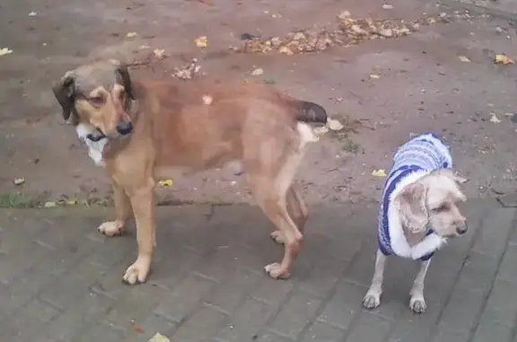 Пропала собака в Красногорске, Московская область