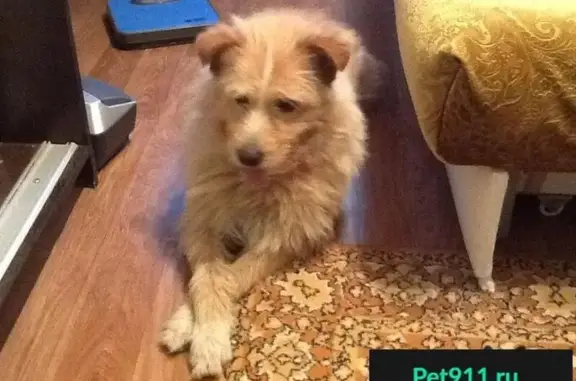 Собака найдена в Москве без рубцов и с сломанным клыком.