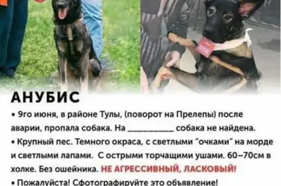 Пропала собака в Тульской области!
