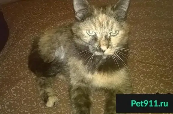 Пропала кошка в Зелёном Бору, СНТ 