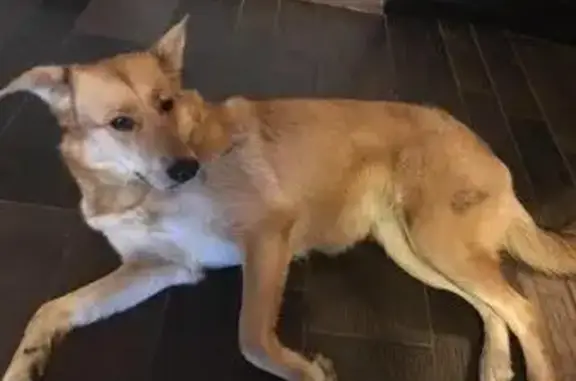 Найдена собака без ошейника в метро Пионерская