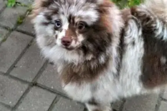 Найдена собака в Пушкине, район ЖК Александровский