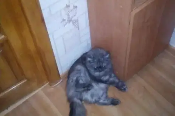 Пропала кошка в Березовском на улице 8 Марта