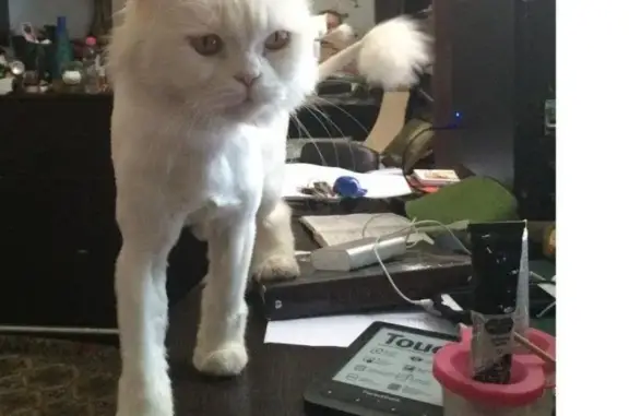 Потеряшка кошка ищет хозяина в Ростове