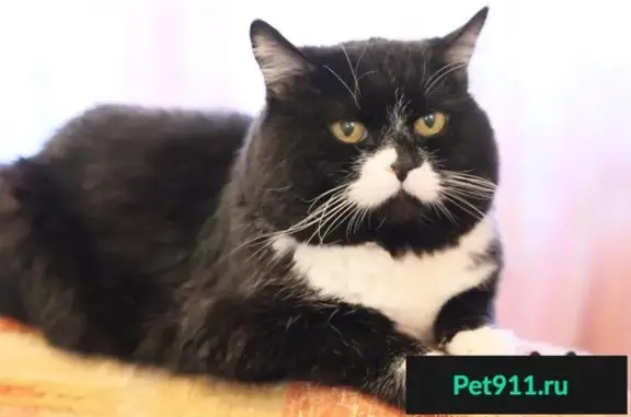 Кошки потеряшки, 10 лет Октября, фото: Потеряшка кот Том на ул. 10 лет Октября, район Старо-Восточного кладбища.