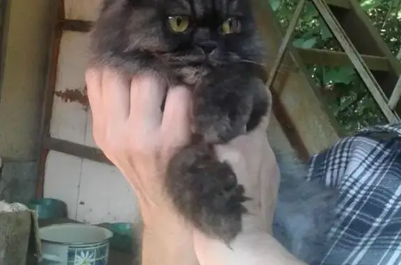 Найдена персидская кошка в районе СНТ и ЖК Суворовский
