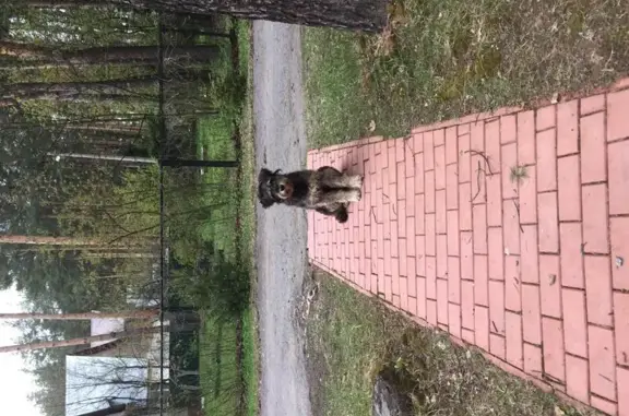 Найдена милая собачка с щенками в Монино